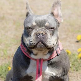 French Bulldogs from True Companion Puppies