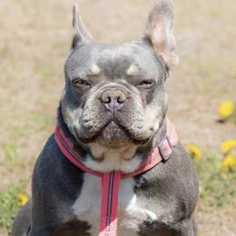 French Bulldogs from True Companion Puppies