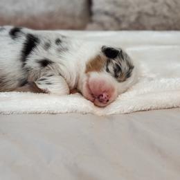 Tank AKC - Blue merle male Australian Shepherd puppy in Polk City, Florida from Skaky Shepherds