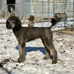 Sampson - Poodle