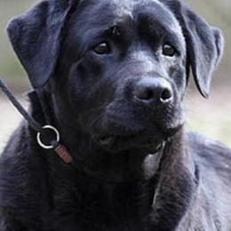 Labrador Retrievers from Smokey Hollow Labradors