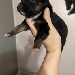 Lizzy - Black tri female Toy Australian Shepherd puppy in Mount Airy, Georgia from North Georgia Gems