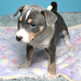 Onyx...Tri blue male 3,1 - Blue cream and white male Basenji puppy in Eugene, Oregon from Basenji Puppies