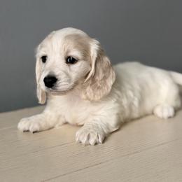 Gus - Cream male Dachshund puppy in Martinsville, Virginia from Ana’s Beautiful Doxies