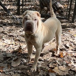 Elvira - Chinese Shar-Pei