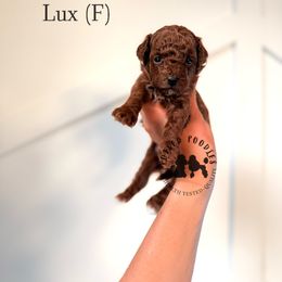 Lux - Red  female Poodle puppy in Queen Creek, Arizona from Poised Poodles