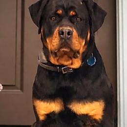 Luna - Rottweiler