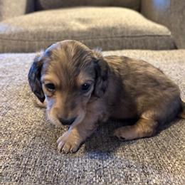 Dapper Dan Male CKC certified. UPDATED PHOTOS 1  17  26 - Dapple male Dachshund puppy in Oklahoma City, Oklahoma from Diana's Dachshunds CKC certified!