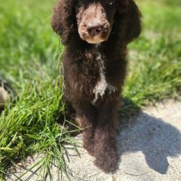 Girl 1 - Poodle puppy from JEN's Poodles