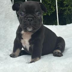 Sampson - Blue male French Bulldog puppy in Ronks, Pennsylvania from Bleu Rock French Bulldogs