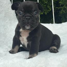 Sampson - Blue male French Bulldog puppy in Ronks, Pennsylvania from Bleu Rock French Bulldogs