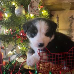Kid - Black tri-color male Australian Shepherd puppy in Riverside, California from Majestic Wrangler’s Aussie’s
