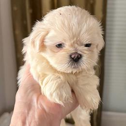 Jaxson - White male Shih Tzu puppy in Covington, Georgia from Top Hats 2  Shih Tzu’s