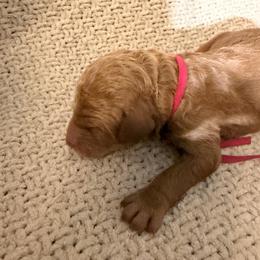 Nala - Red  female Goldendoodle puppy in Naples, Florida from Goldendoodles Of Naples,INC