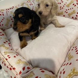 Dachshund puppies - mini - Sable female Dachshund puppy in Manteca, California from Sweet and Low Dachshunds