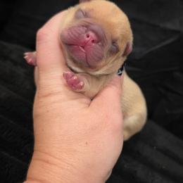 Boomer - Fawn male French Bulldog puppy in Moses Lake, Washington from Edgewater Frenchies