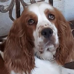 Lara  - English Springer Spaniel