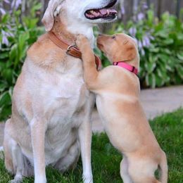 Cocker Spaniels and Labrador Retrievers from Berry Creek Labs & Cockers