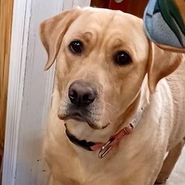 Grace - Labrador Retriever