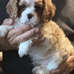 Charlie - Blenheim male Cavalier King Charles Spaniel puppy in Maynardville, Tennessee from Lockwood Cavaliers