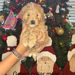 Goldendoodle Puppies from Gracious Doodle Dogs