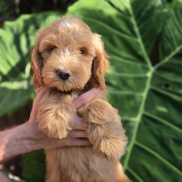 Roe's Blue Boy - Apricot male Goldendoodle puppy in Brea, California from River Doodles