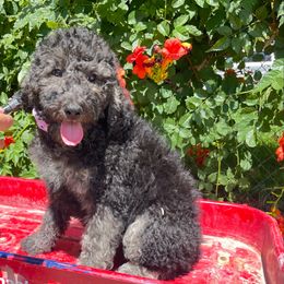 Persimmon - Black female Labradoodle puppy in Murray, Utah from Swann's Kennels