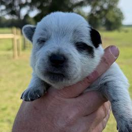 Castle - Blue male Australian Cattle Dog puppy in Devalls Bluff, Arkansas from Coolhand's Australian Cattle Dogs