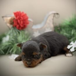 Faith - Black and tan female Yorkshire Terrier puppy in Hastings, Nebraska from Promise Land Pets