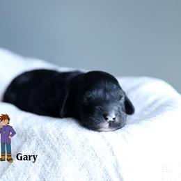 Gary - Black male Cockapoo puppy in Canastota, New York from Silver City Cockapoos