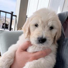 Hopper - Cream male Goldendoodle puppy in Mount Pleasant, Utah from Betty's Goldendoodles