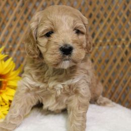 Girl 1 - Buff and white female Cockapoo puppy in Mississippi from Ewing Acres