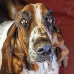 Harley - Basset Hound