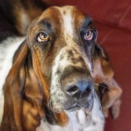 Harley - Basset Hound