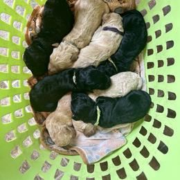 F1 Goldendoodle Yellow collar - Black female Goldendoodle puppy in Rainier, Washington from Hanson’s NW Goldens & Doodles