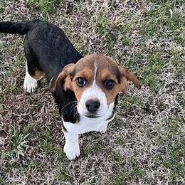 Beagles from Lil Kountry Pocket Beagles