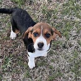 Beagles from Lil Kountry Pocket Beagles