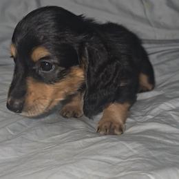 Dachshund Puppies from DachGen