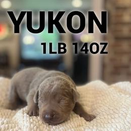 Yukon - Silver male Dilute Retriever puppy in Puyallup, Washington from 12 Door Farm Labradors