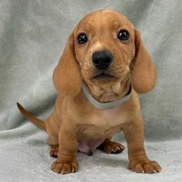 Male 2 - Red male Dachshund puppy in Birmingham, Alabama from LongBottomDachshunds