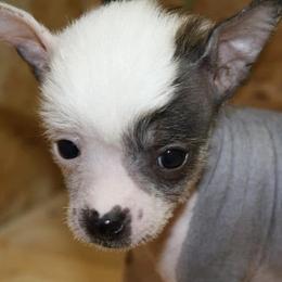 Chihuahua and Chinese Crested Puppies from Western Kentucky Chihuahua’s and Chinese Crested’s