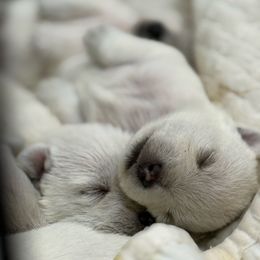 Boy 2 - White male West Highland White Terrier puppy in Boaz, Alabama from Creekside Westies
