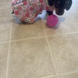 Lilo - Black and cream female Dachshund puppy in Raleigh, North Carolina from Capital City Dachshunds