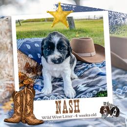 Nash - Black and white male English Springer Spaniel puppy in Albany, Minnesota from Farm Fresh Labradors & English Springers