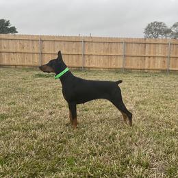 Paris - Doberman Pinscher