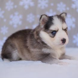 Jewel - Gray and white female Pomsky puppy in Boca Raton, Florida from Cardinal Point Pomskies