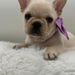 Harper - Cream female French Bulldog puppy in Largo, Florida from Big Daddy Frenchies