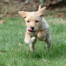 Labrador Retriever Puppies from Sun Ridge Labradors