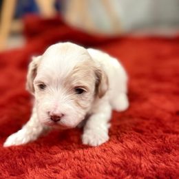 Enzo - White male Maltipoo puppy in Santaquin, Utah from Willow & Wag Farm