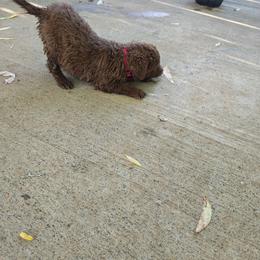 Piglet - Brown female Chesapeake Bay Retriever puppy in Soap Lake, Washington from Desert Oasis Kennels